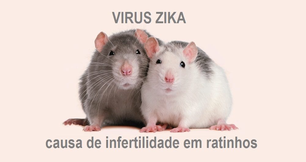 Vírus zika pode Causar Infertilidade em Homens?