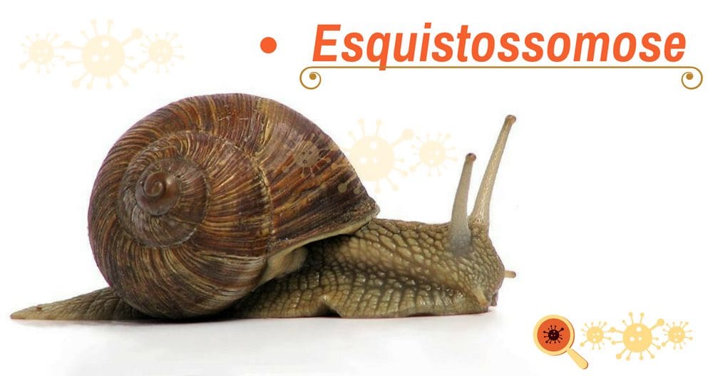 Esquistossomose: conheça