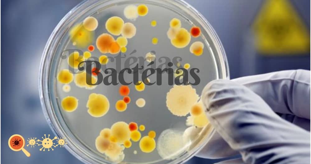 O que são bactérias