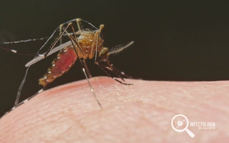 Doenças Transmitidas por Mosquitos
