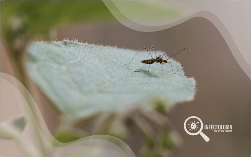 alta nos casos de dengue